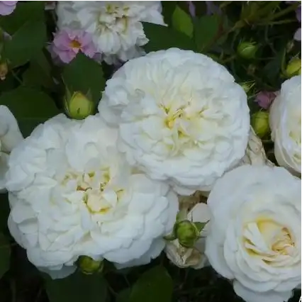Trandafir cu parfum discret - Trandafiri - Weisse Gruss an Aachen™ - Trandafiri online